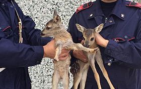 Bambi senza la mamma salvati dai carabinieri