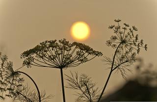 sole