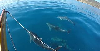 Delfini all'Elba ottobre 2020