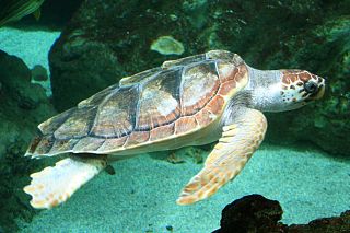 Un esemplare di tartaruga marina caretta caretta