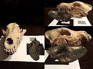 Nella foto, la visualizzazione con la realtà aumentata mette a confronto il cranio di lupo attuale (in chiaro) e il fossile digitale di Canis borjgali (in scuro)