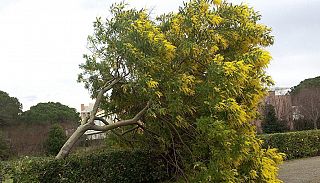 Un albero di mimosa piegato dal forte vento (foto di repertorio)