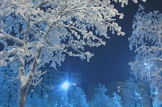 albero ghiacciato di notte