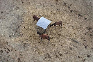 Cavalli (foto di Piero Frassi)