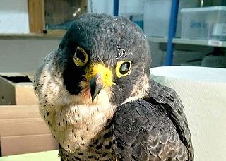 Il Falco Pellegrino ferito