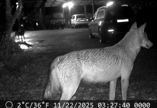 I lupi immortalati fra le auto in sosta