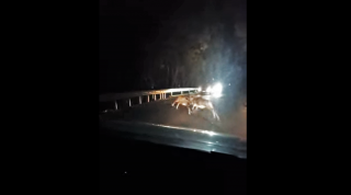 I mufloni si sono presi a cornate illuminati dai fari delle auto