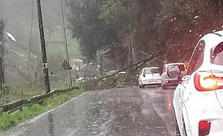 L'albero caduto sulla via Bassa Tambura a Massa