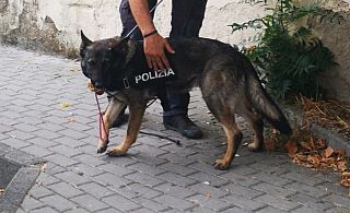 cane antidroga della polizia