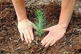 mani che piantano un albero