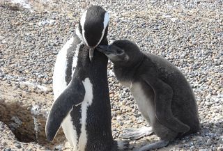 Una pinguini con il suo pulcino - foto Blue Lama