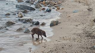 Il cinghiale in acqua all'Elba