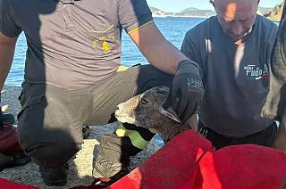 La cucciola di muflone in salvo