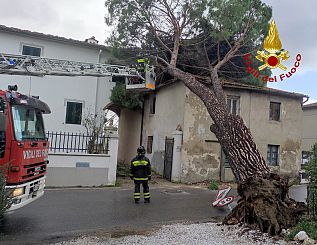L'albero caduto sull'edificio