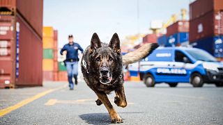 Il cane poliziotto Amper