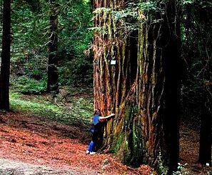 Il tronco biforcato della Sequoia Gemella di Sammezzano