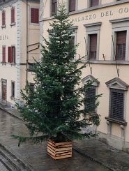 L'albero di Natale in piazza Duomo a Pistoia