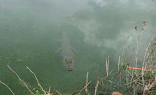 La sagoma che anima il giallo del coccodrillo nel laghetto