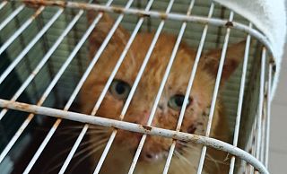 Il gatto soccorso all'interno di un trasportino