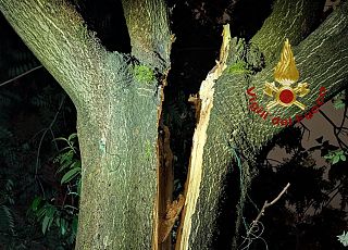 Il tronco dell'albero si è spaccato in due per tutta la lunghezza