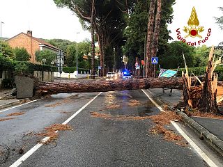Il grosso albero caduto a Montecatini Terme