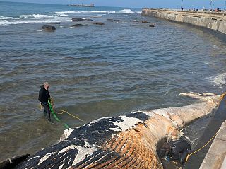 La carcassa della balenottera