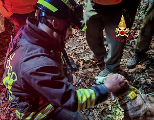 Il cane tratto in salvo