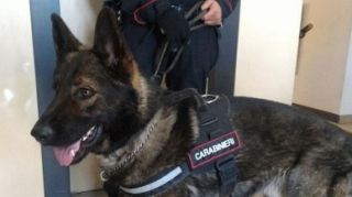 cane antidroga dei carabinieri