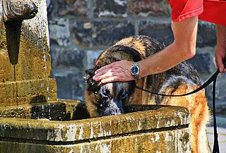 caldo cane alla fontana