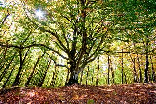 albero foresta