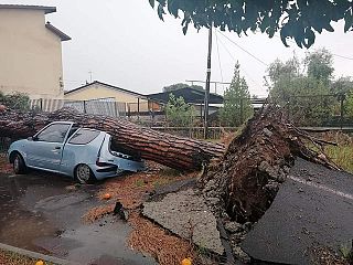 albero caduto su un'auto