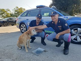 Il cane appena soccorso dai poliziotti