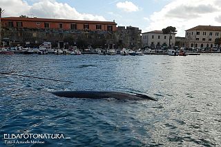Balena a Portoferraio