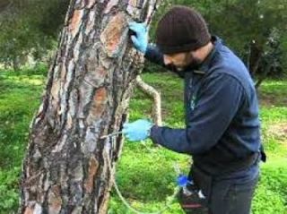 operatore esamina un albero