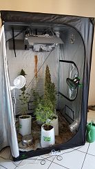 box con le piante di marijuana