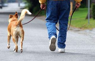 cane e persona passeggiano