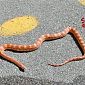 Un serpente sul viale per l'ospedale