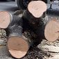 Taglio di alberi malati sulle strade provinciali