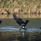 Troppi cormorani, chiude la Riserva medicea