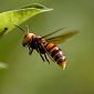 Vespa killer delle api, allarme in tutta la Toscana
