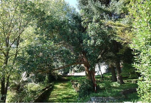 Alberi monumentali 8 nell Aretino ecco dove Attualit AREZZO E