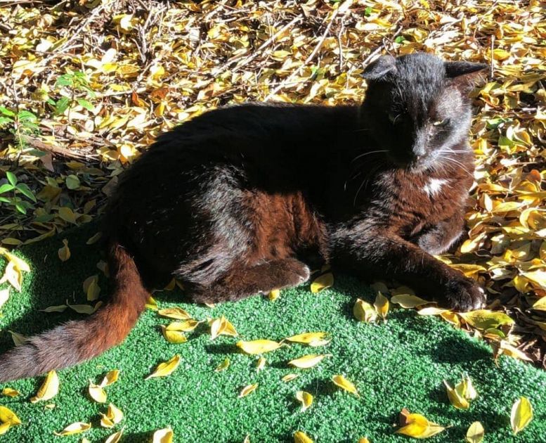 Aggredito Nerone il gatto della colonia felina