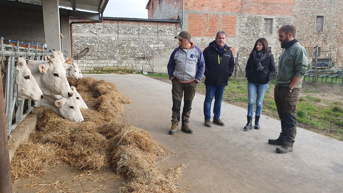 Crolla la richiesta di chianina stalle a rischio chiusura