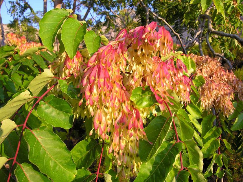 Come Liberarsi Dell Albero Del Paradiso Attualita Portoferraio