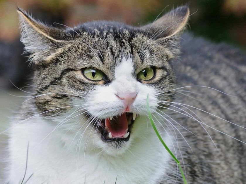 Gatto con la rabbia ecco i primi interventi Attualit AREZZO