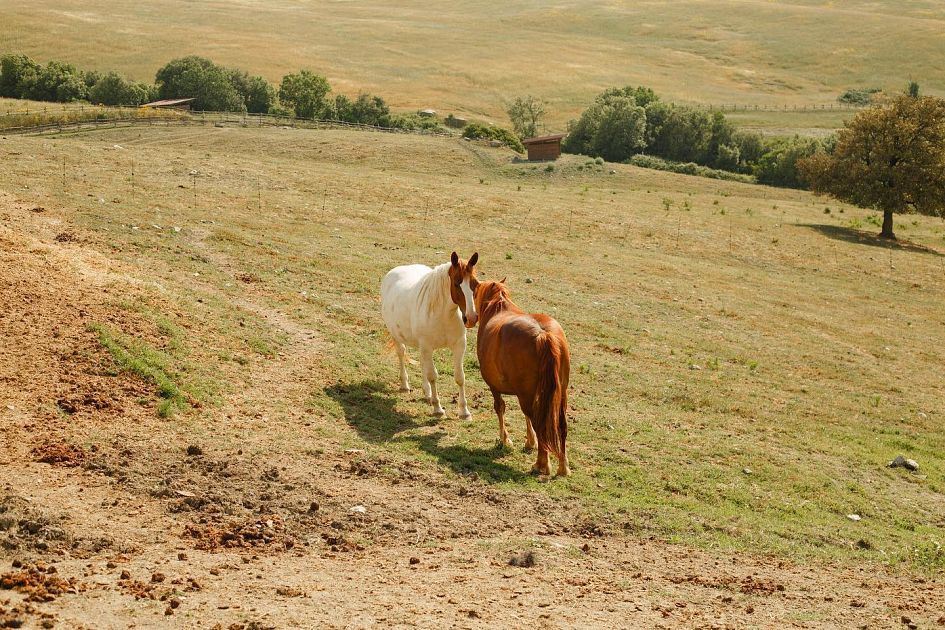 A spasso sui cavalli nella fattoria