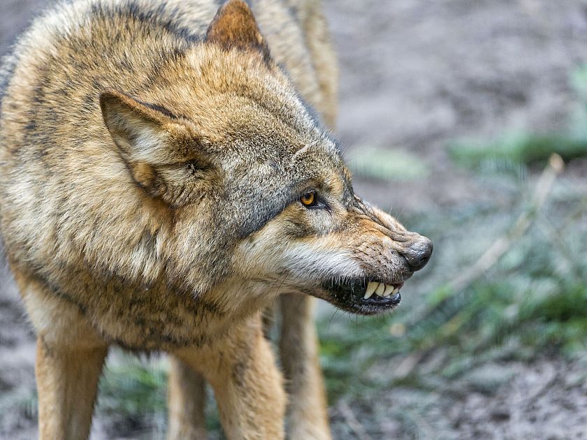  I Lupi Ormai Entrano Anche Nei Centri Abitati Cronaca VOLTERRA