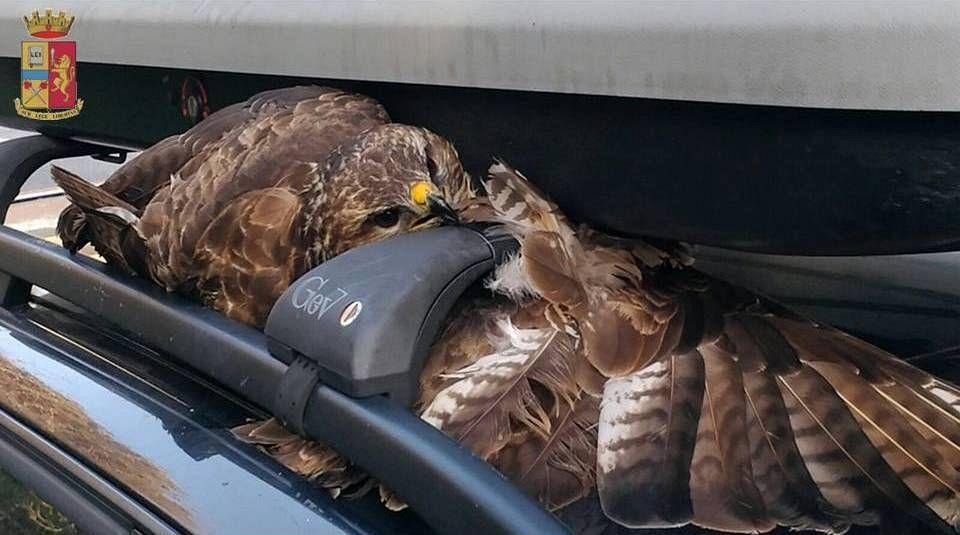 Falco Pellegrino In Picchiata Contro Unauto