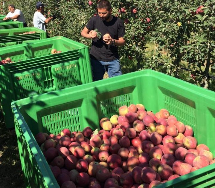 Crolla la produzione toscana di frutta vino e olio per colpa del caldo