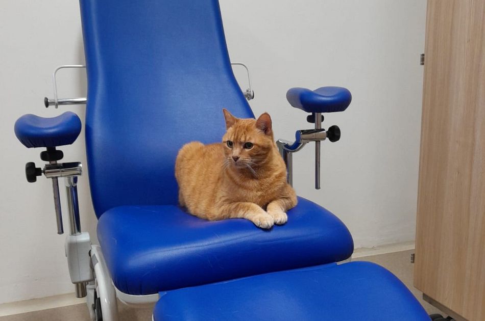 Il gatto Pitagora fa le fusa al Meyer | Attualità FIRENZE